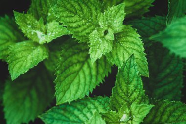 Bahçede taze nane yetişiyor, yüksek açılı çekim.