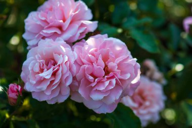 Rosa Botticelli - yaz bahçesinin gölgesinde yemyeşil pembe çiçek gülleri