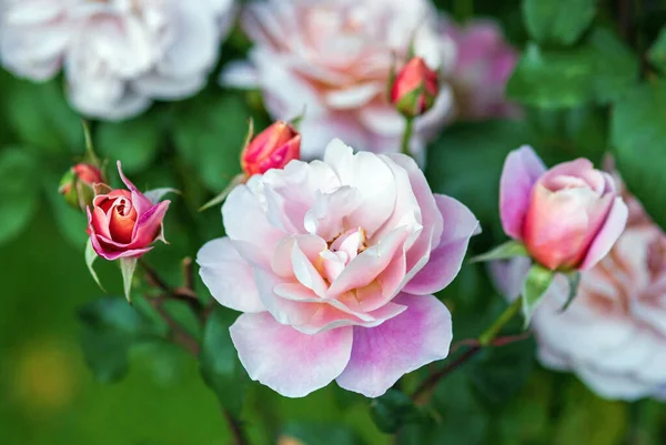 Távoli Dob Rózsaszín Floribunda Rózsa Virágzik Kertben — Stock Fotó