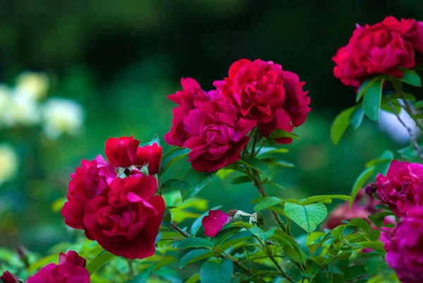 Rosa Hansaland Ciemnoczerwone Róże Rugosa Hybrydowe Kwitnące Ogrodzie Letnim — Zdjęcie stockowe