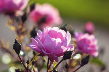 Surrey gülü - Austin 'den pembe güller, zengin pembe çiçeklerle kaplı zemin örtüsü