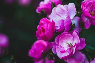Yaz bahçesinde pembe güller Rosa Angelica, yakın plan.