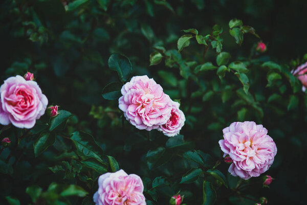Пируэт Роза - восхитительный розовый сад розы на темно-зеленый розовый куст
