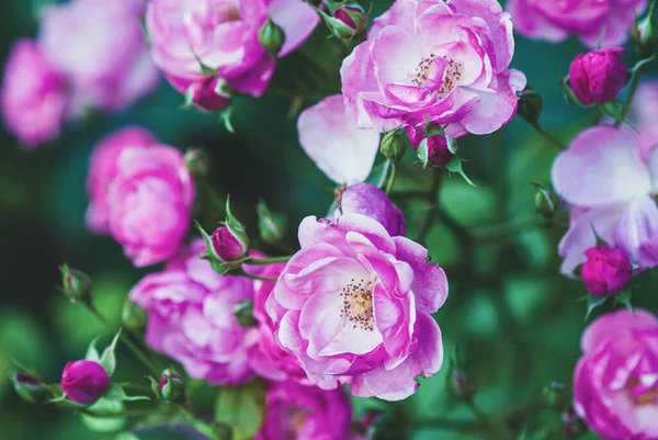 Rosa Vita Härliga Rosenblommor Sommaren Angelica Rose — Stockfoto