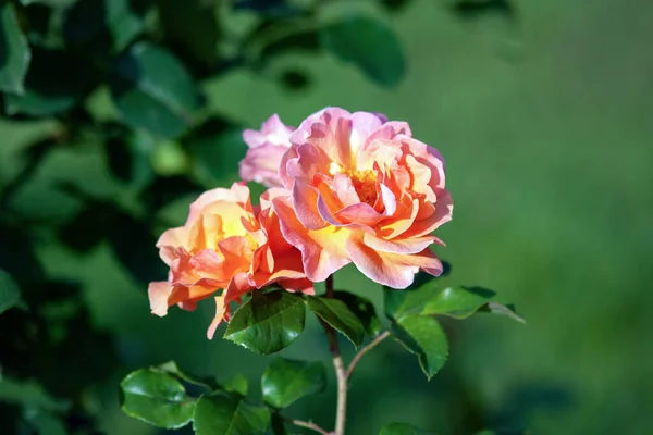 Arabia Róża Pomarańczowy Jasnego Brzoskwinia Duże Kwiaty Intensywnym Owocowym Zapachu — Zdjęcie stockowe