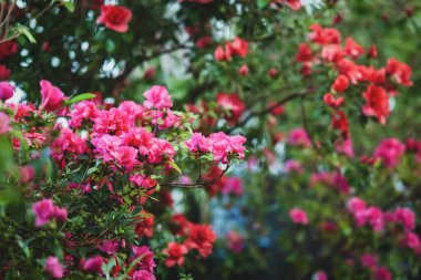 Açan Azalea bitkileri ve kış bahçesinde Rododendron ağaçları