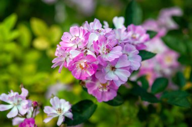 Rose Dün - küçük pembe çiçek kümesi, stok fotoğrafı