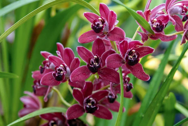 Botanik bahçesinde çiçek açan kırmızı Cymbidium orkidesi.