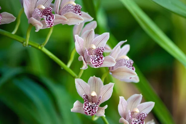Dusty pink cymbidium orchid flowering in winter garden