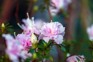 Botanik bahçesinde açık pembe çiçeklerle çiçek açan Rhododendron indicum