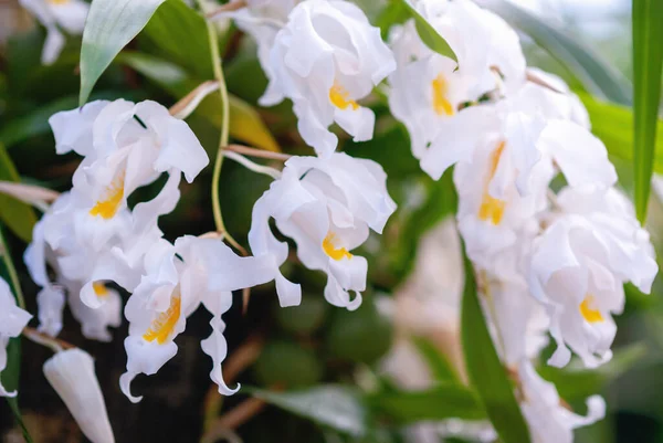 Fiori Bianchi Coelogyne Cristata Angel Orchid Primo Piano Cymbidium Speciosissimum — Foto Stock