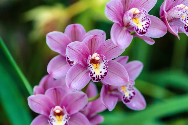 Boat Orchidea Kwiat Kolec Różowymi Kwiatami Zbliżenie — Zdjęcie stockowe