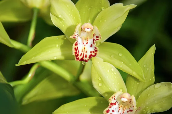 Żółto Zielone Kwiaty Orchidei Łodzi Cymbidium Devonianum Zbliżenie — Zdjęcie stockowe