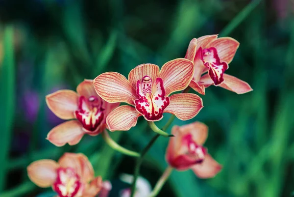 Cymbidium Orchidea Łodziowa Pomarańczowo Brązowe Kwiaty Ogrodzie Storczyków Zbliżenie — Zdjęcie stockowe