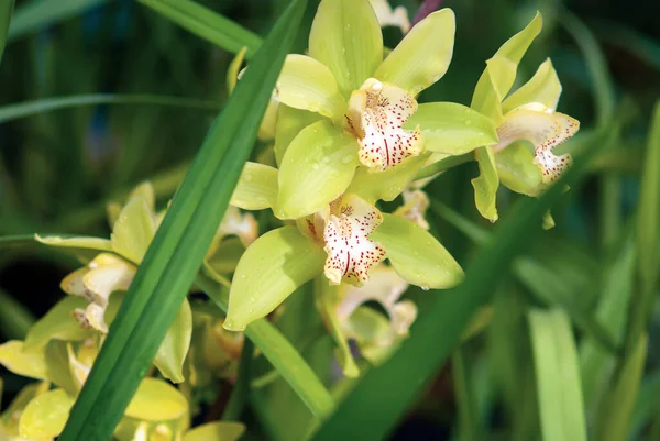 Cymbidium Storczyk Żółte Kwiaty Ogrodzie Orchidei Zbliżenie — Zdjęcie stockowe