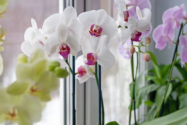Varias Orquídeas Phalaenopsis Alféizar Ventana Plantas Interior Que Crecen Cuidan —  Fotos de Stock