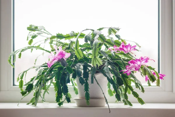 Pencere kenarında çiçek açan Noel kaktüsü (Schlumbergera)