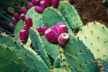 Botanik bahçesinde yetişen sığır dili kaktüsü (Opuntia engelmannii)