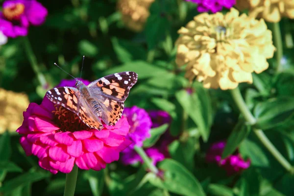 Målad Dam Fjäril Vanessa Cardui Sitter Zinnia Blomma — Stockfoto