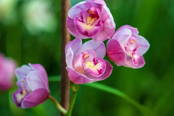 Pink Cymbidium Orchid Flowering Closeup — Zdjęcie stockowe