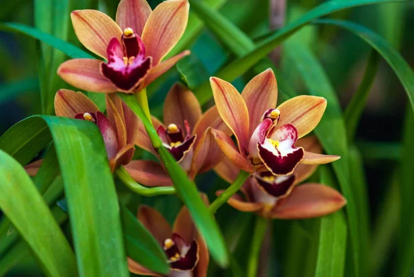 Cymbidium Burgundian Chateau Orchid Orange Brown Orchid Flowers Closeup — Zdjęcie stockowe