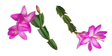 Beyaz arka planda izole edilmiş şükran günü veya Noel kaktüsü (Schlumbergera truncata) mor çiçekleri