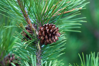 Cüce dağ kozalaklı çam dalı - Pinus mugo Turra