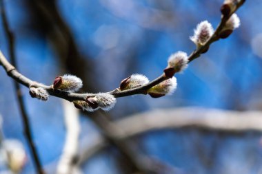 Pussy willow branch in blue sky - Great sallow tree blooming in spring forest