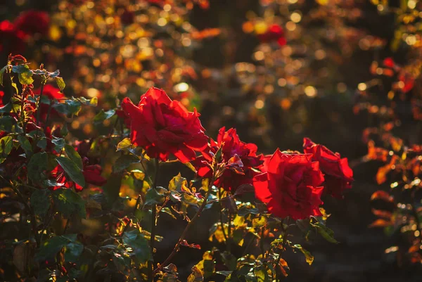 Rosas Rojas Floreciendo Jardín Verano Iluminadas Por Sol Noche — Foto de Stock