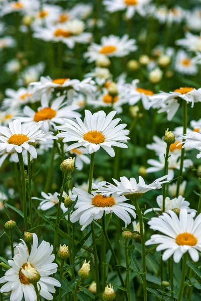 Madeliefjes Veld Bloei Zomer Wilde Bloemen Verticale Schot — Stockfoto