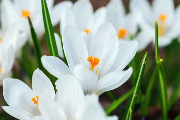 Białe Krokusy Kwitnące Wiosną Zbliżenie — Zdjęcie stockowe