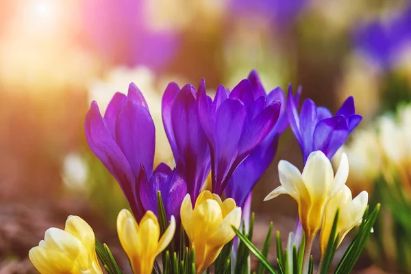 Krokus Blommor Solen Ljusa Våren Blommor Bakgrund — Stockfoto