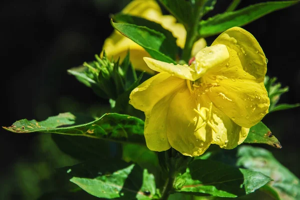 Німецька Рампійська Жовта Квітка Сонці Oenothera Biennis Evening Primrose — стокове фото
