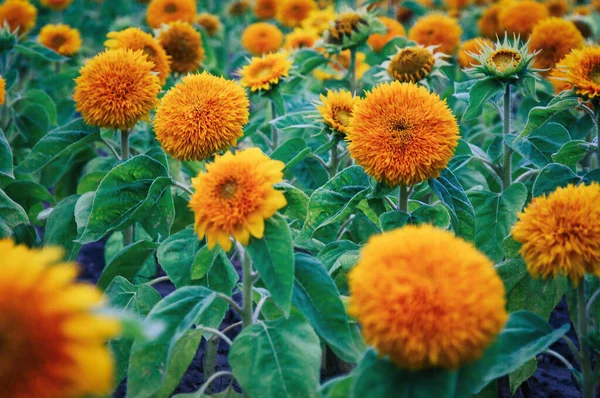 Zahradní Oranžové Slunečnice Kvetoucí Helianthus Annuus — Stock fotografie