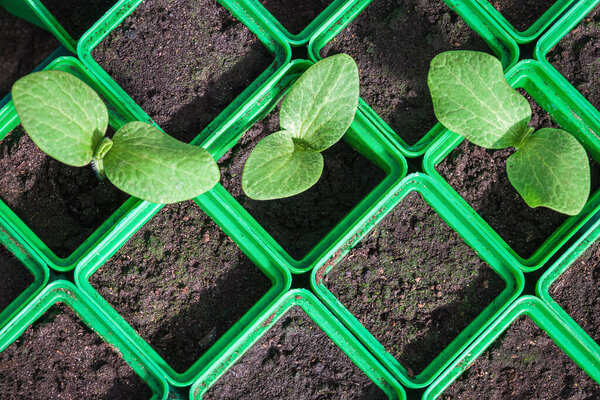 Zucchini seedlings in green plastic containers, germination of vegetable seeds in spring, stock photo, high angle view