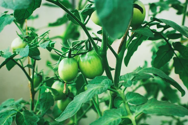 Tomates Verdes Que Crecen Planta Tomate Inicio Fruta — Foto de Stock