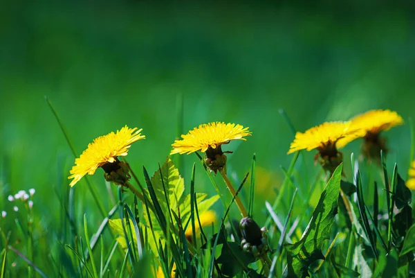 Paardebloem Gele Bloemen Groen Gras Zonnige Dag — Stockfoto