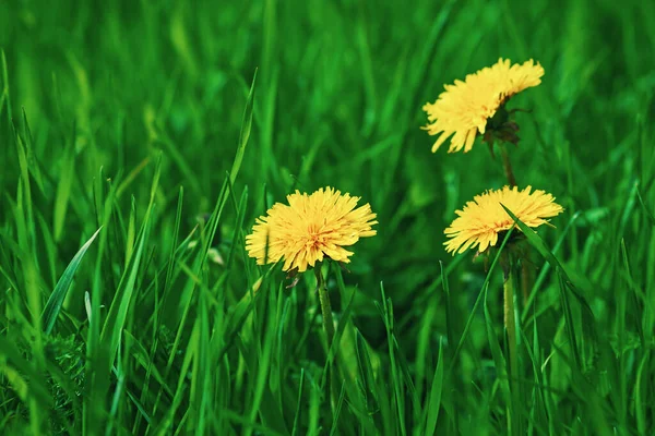 Gele Paardebloemen Bloeien Groen Gras — Stockfoto