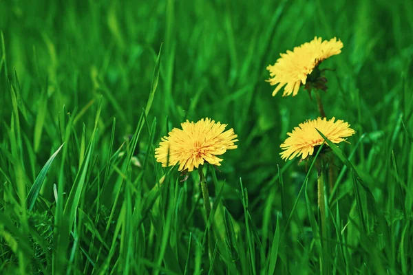 Denti Leone Gialli Che Fioriscono Nell Erba Verde — Foto Stock