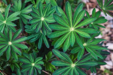 Lupin üst görüşü terk eder - Lupinus polyphyllus