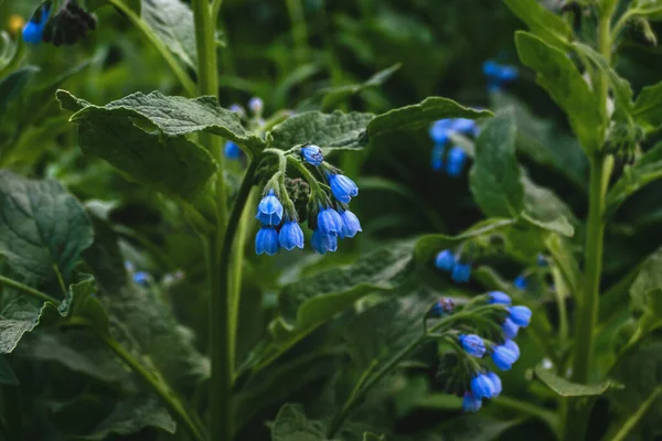 Niebieskie Comfrey Kwiaty Kwakier Comfrey Kości Knitbone Śliski Korzeń Rozkwicie — Zdjęcie stockowe