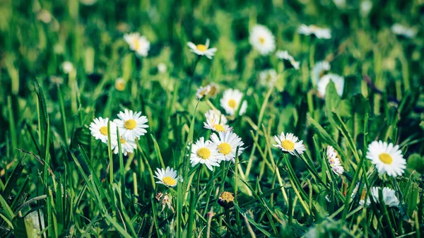 Groen Gras Met Madeliefje Bloemen Voor Zomer Bloemen Achtergrond — Stockfoto