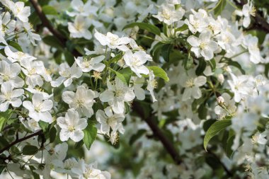 Sibirya yaban elması ağacı çiçeği - Malus bakterisi çiçek açtı