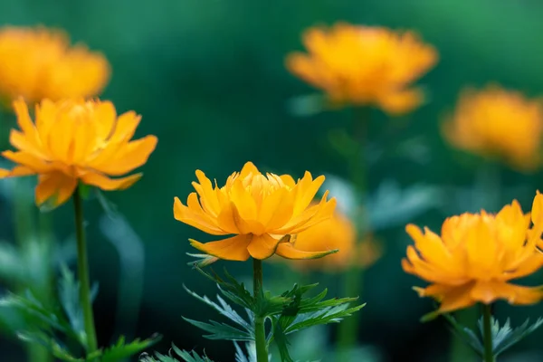 Oranje Bloemen Van Trollius Asiaticus Aziatische Globeflowers Bloeien — Stockfoto