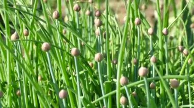 Allium sibiricum stok video görüntüleri - Frenk soğanı veya sebze bahçesinde parlayan taze soğan