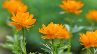 Trollius asiaticus, Asyalı yerküre çiçekleri vahşi doğada açan portakal çiçekleri.