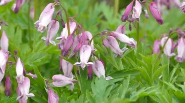 Pacific Bleeding Heart çiçekleri, Dicentra formosa 'nın kalp şeklinde pembe çiçekleri, yakın çekim video görüntüleri.