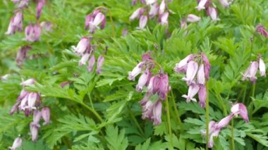 Dicentra formosa çiçek fabrikası, Pasifik Kanaması çiçek açan pembe kalp şeklindeki çiçekler, stok video görüntüleri