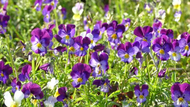 Wild Pansy Flowers Viola Tricolor Green Grass Sunny Windy Evening — Stock Video