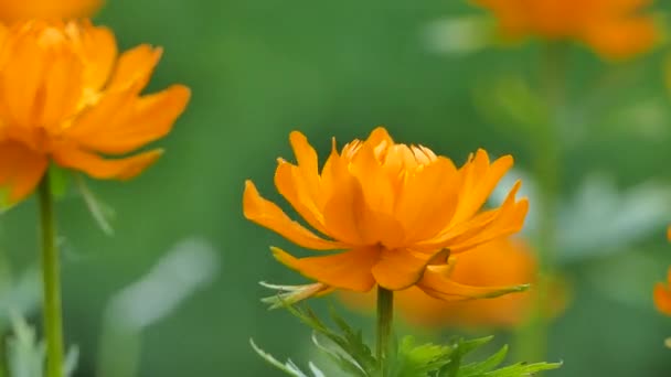 Asyalı Yerküre Çiçekleri Trollius Portakal Çiçekleri Vahşi Doğada Çiçek Açıyor — Stok video